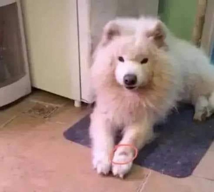 Renault perro de Wang