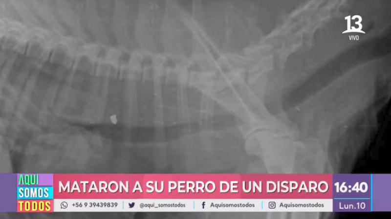 Misterioso francotirador ataca animales en San Bernardo