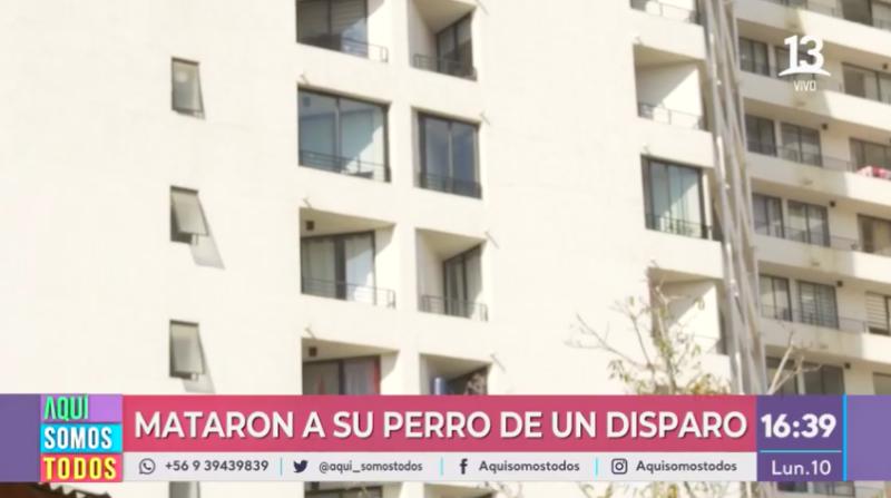 Misterioso francotirador ataca animales en San Bernardo