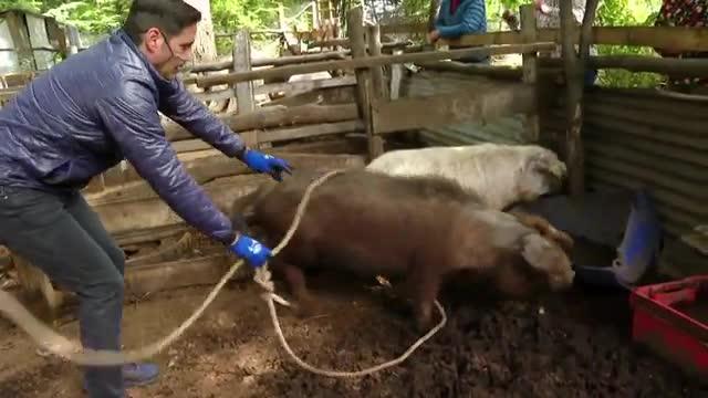 Pancho Saavedra captura a un cerdo