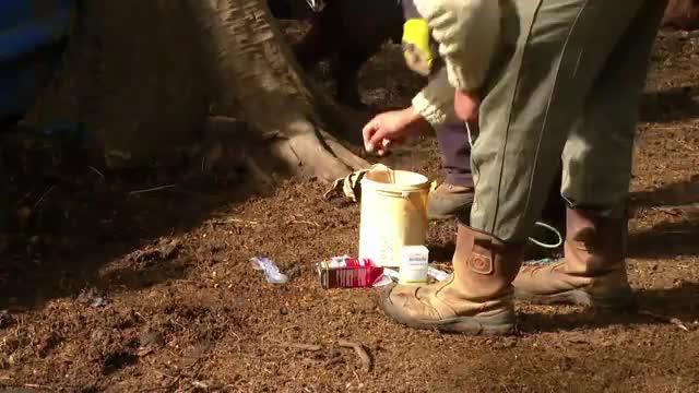 Pancho Saavedra capturó a un cerdo
