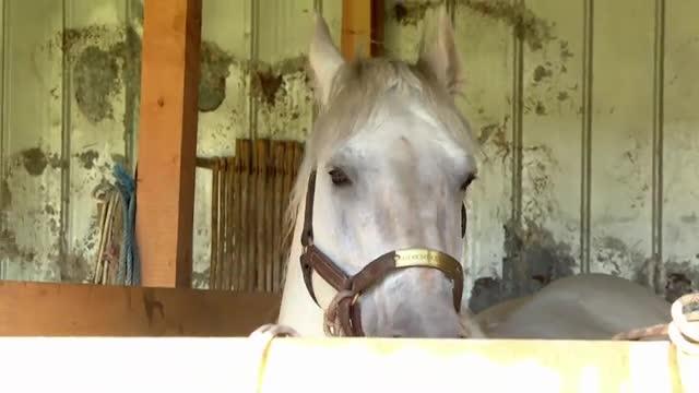 Pancho Saavedra presencia montura directa