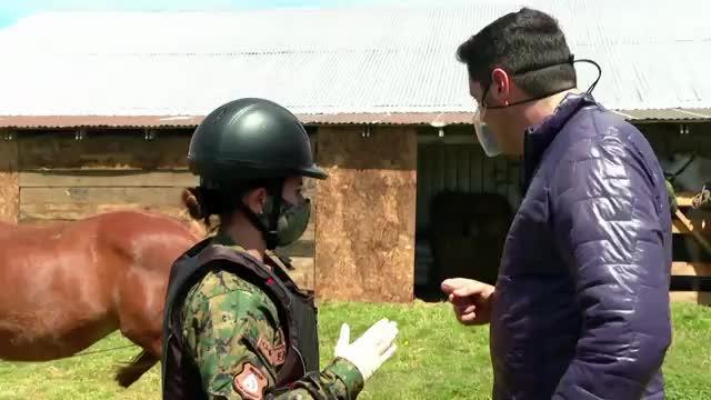 Pancho Saavedra es testigo de inseminación artificial a yegua