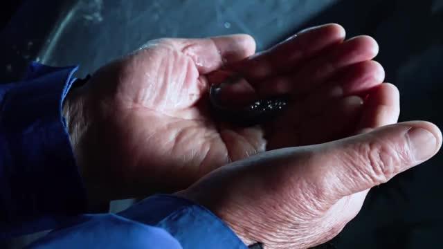 Alipio Vera sostiene esturión blanco