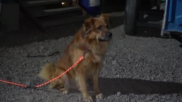 Funcionario atiende llamado por perro abandonado