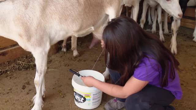 Pancho Saavedra llega a establo de cabras