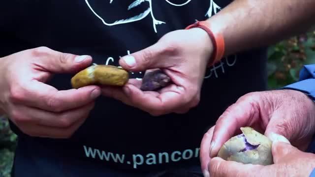 Alipio Vera prueba milcao de papa morada