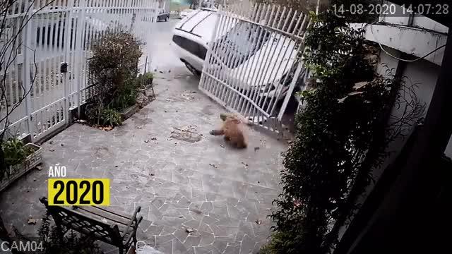 Colisión a vivienda: Imagen muestra que perrito casi sale herido