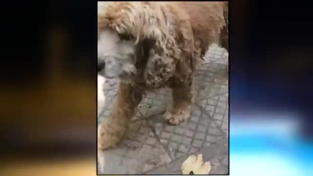 Colisión a vivienda: Imagen muestra que perrito casi sale herido