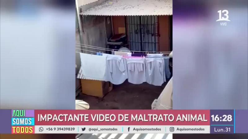 Caso de maltrato animal: PDI llegó hasta el lugar de la denuncia