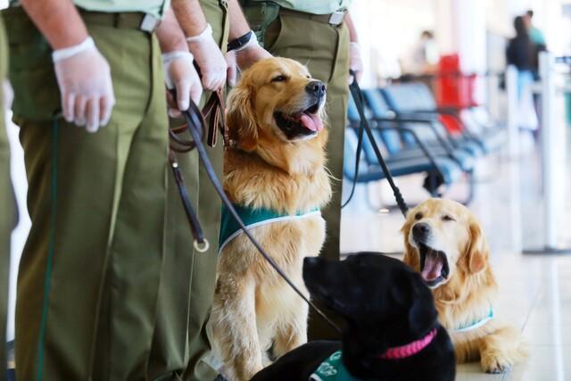 Perros detectan a contagiados de Covid-19 en Ecuador