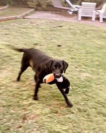 Fran García-Huidobro defiende a su perra por insólito mensaje