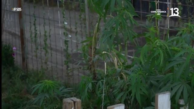 SOS: Autoridades descubren planta de cannabis en plena vía pública