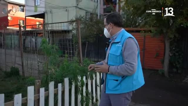 SOS: Autoridades descubren planta de cannabis en plena vía pública