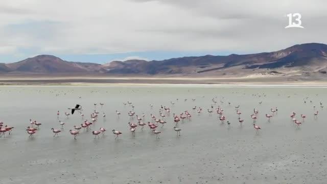 Claudio Iturra visita el Salar de Huasco