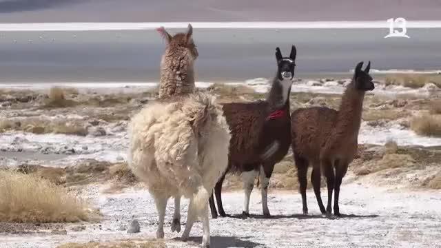 Claudio Iturra visita el Salar de Huasco