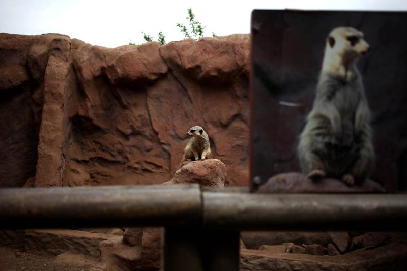 Zoológicos Metrpolitanos