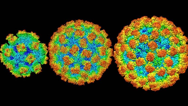 Norovirus