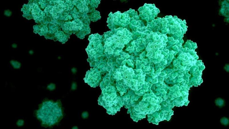 Norovirus