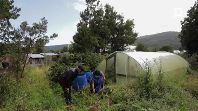 Marcelo Cicali recolectó papas en Chiloé