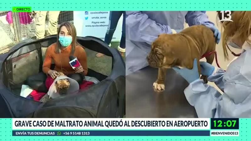maltrato animal