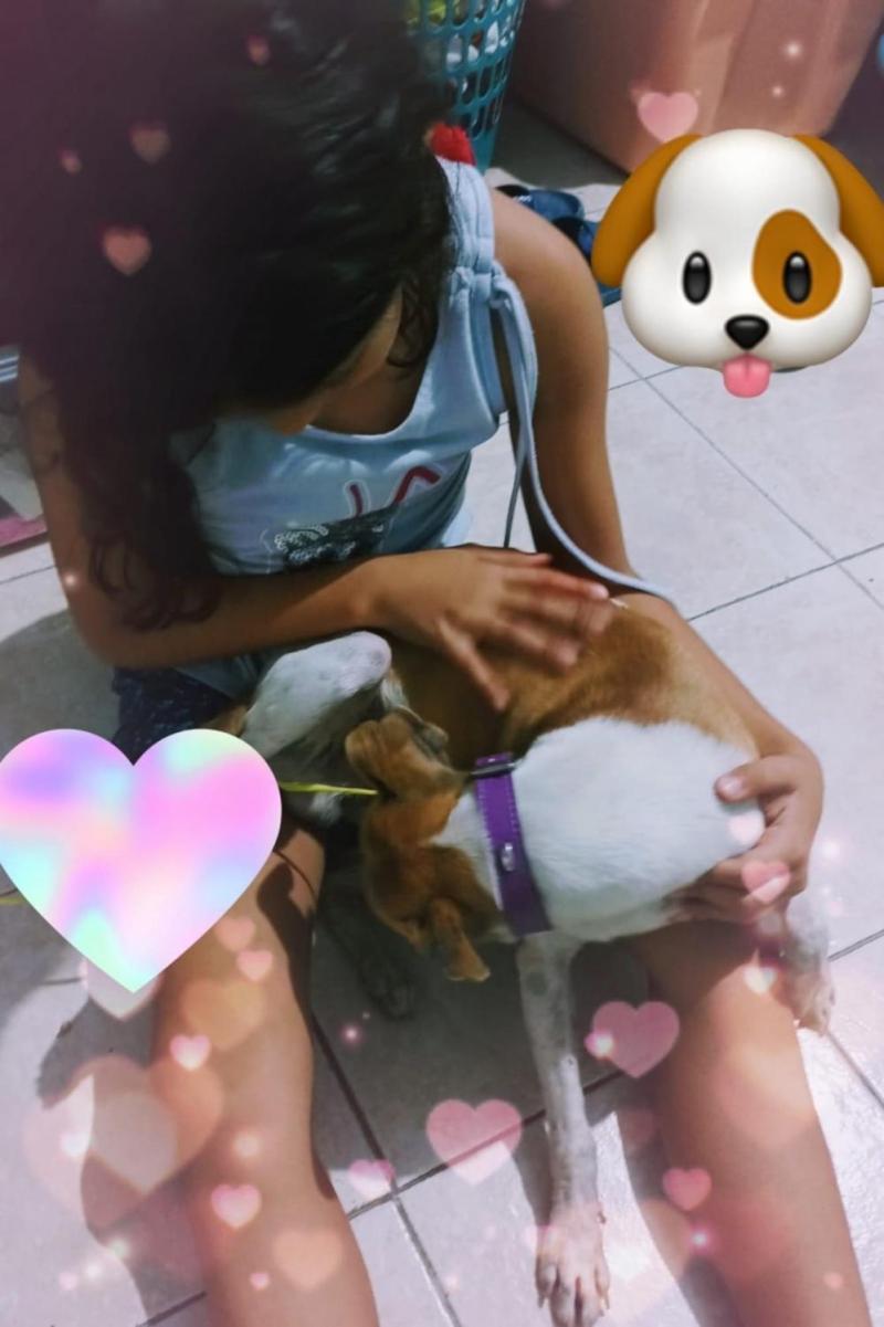 niña carta para buscar a su perro