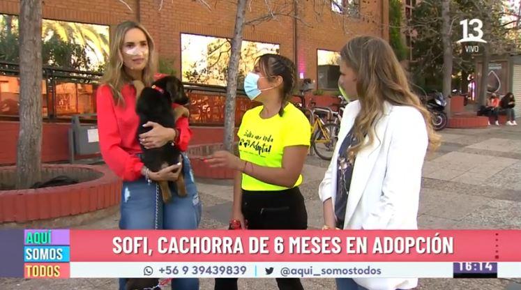 ¡Nos activamos por la adopción de cientos de perritos!