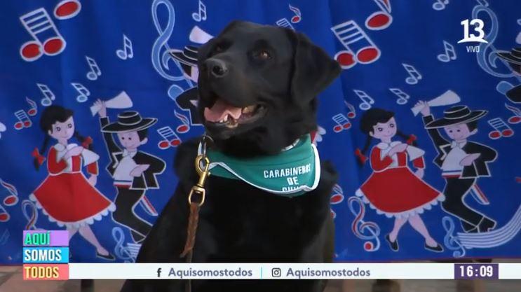 Perritos de la Escuela Canina de Carabineros sorprendieron con su destreza