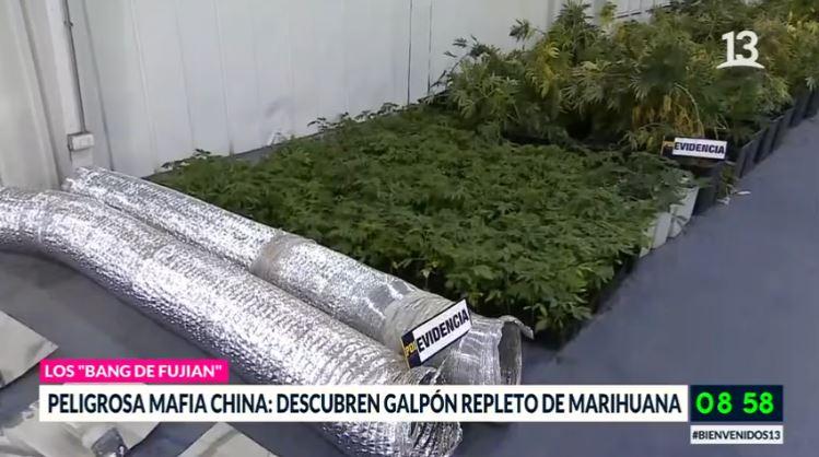 Detienen a mafia china: Tenían galpón repleto de marihuana