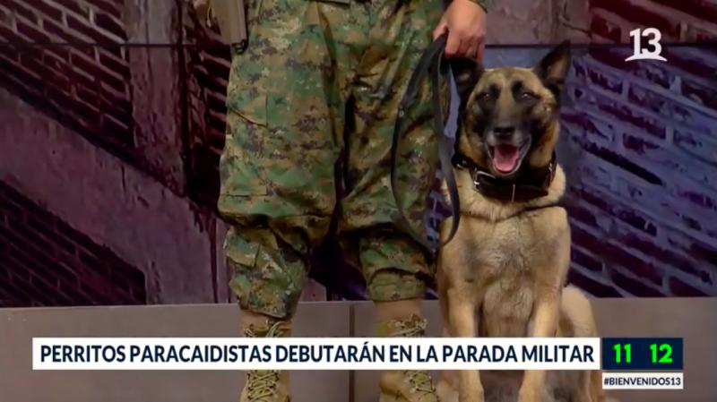 Perritos paracaidistas debutarán en la Parada Militar