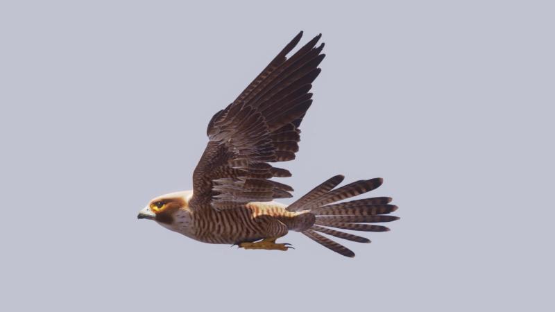 Instituto Tele Arte hace exposición en conmemoración de Felipe Camiroaga