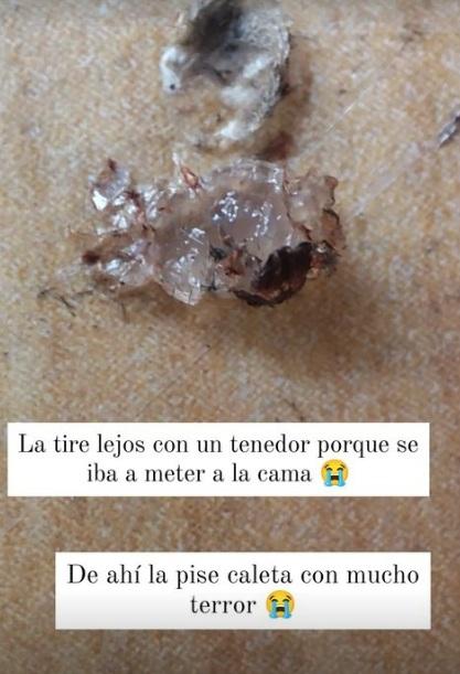 Fernanda Ramírez enfrenta polémica por matar a una araña