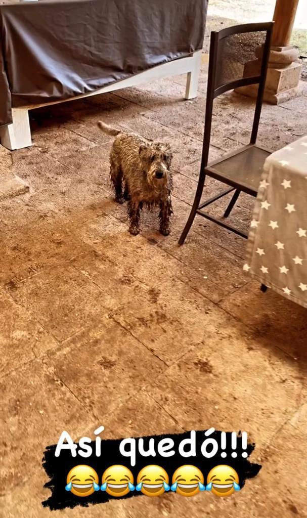 Fran García-Huidobro recibe feroz ataque por video de sus perros