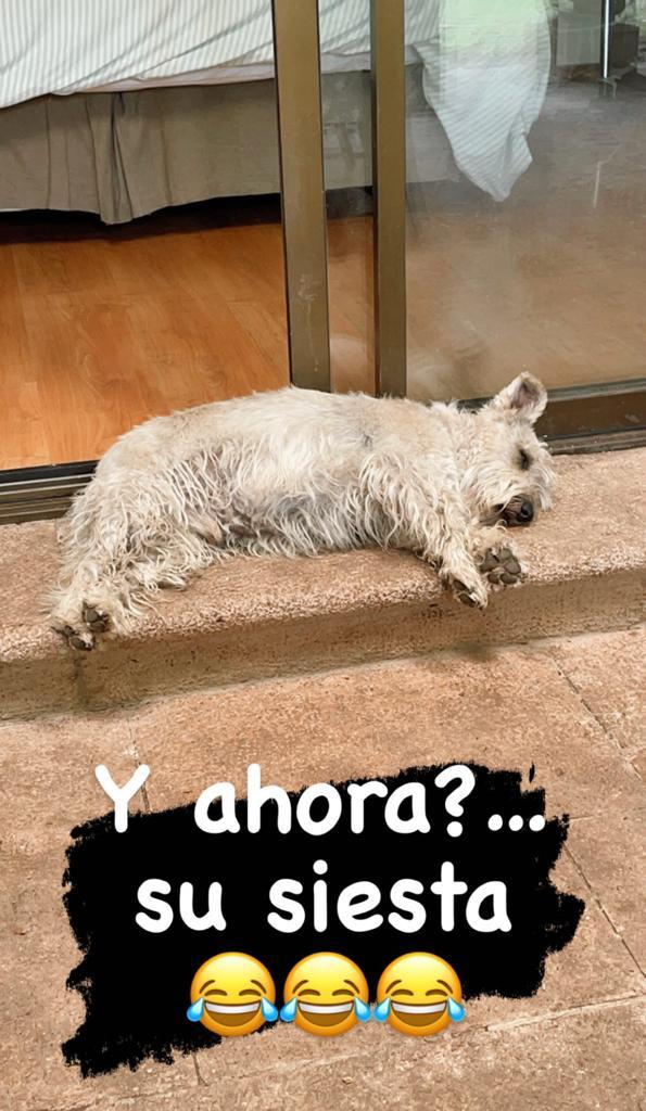 Fran García-Huidobro recibe feroz ataque por video de sus perros