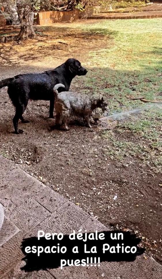 Fran García-Huidobro recibe feroz ataque por video de sus perros