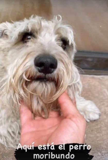 Fran García-Huidobro recibe feroz ataque por video de sus perros