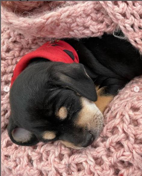 El tierno nuevo integrante de la familia de la actriz Loreto Aravena