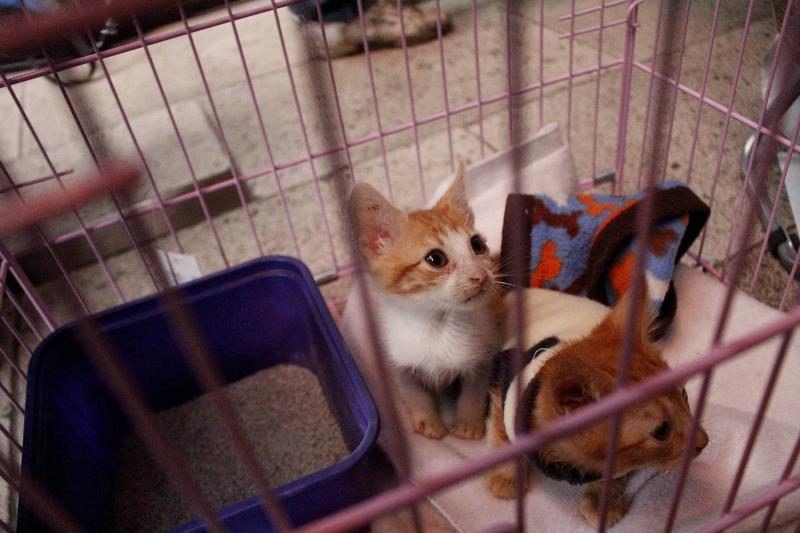 La adopción de gatos como mascotas aumentó en Chile