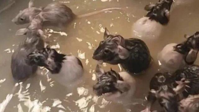 Mujer dueña de 50 ratas paralizó RRSS: Las baña y las trata como hijos