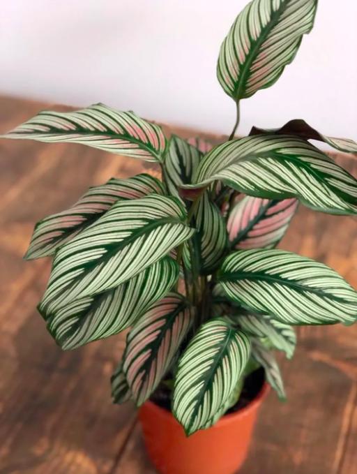 planta ideal para cada signo