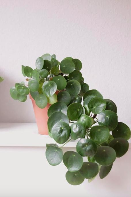 planta ideal para cada signo