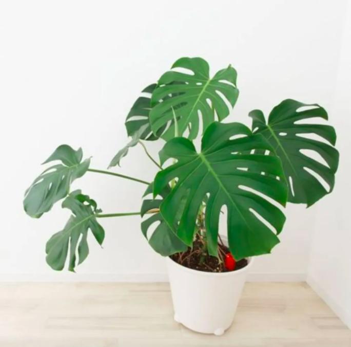 planta ideal para cada signo