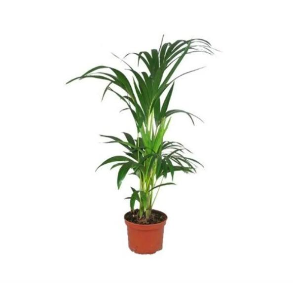 planta ideal para cada signo
