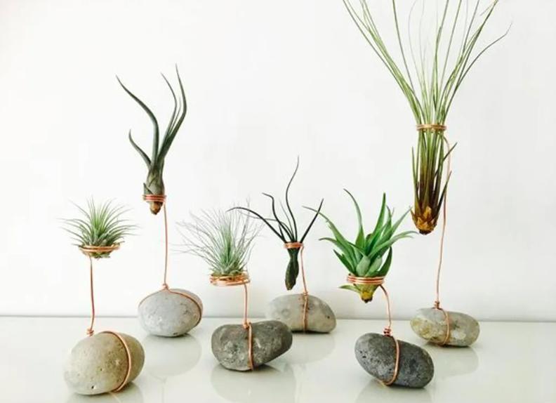 planta ideal para cada signo