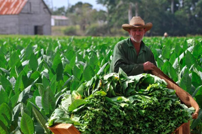 Día Mundial Sin Tabaco