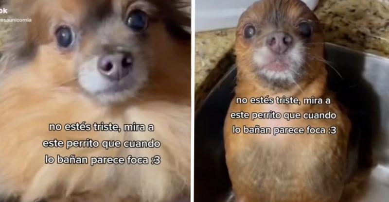 Tierno video de perrito que al bañarse se "convierte" en foca se vuelve viral