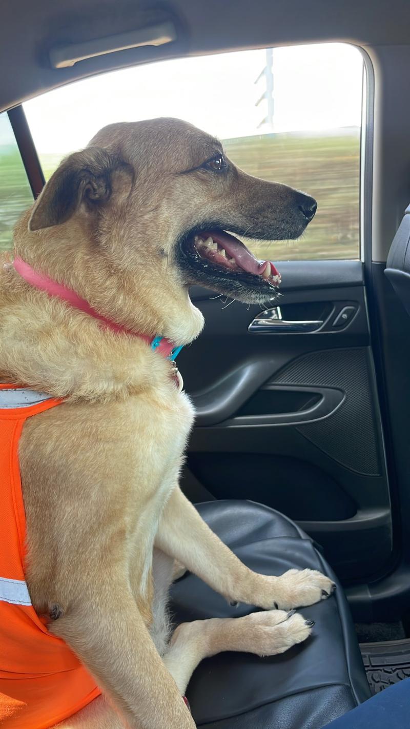 "Me discriminan por ser gorda": No dejaron que perrita abordara un avión por sobrepeso