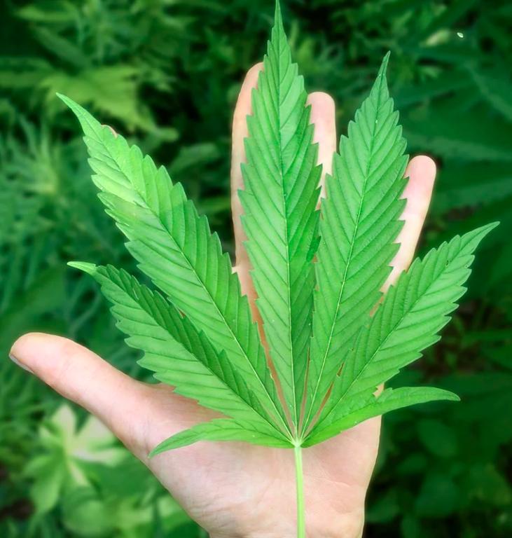 Por qué el consumo de marihuana durante y después del embarazo afecta la salud de los bebés