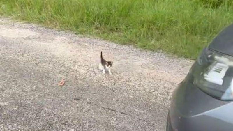 Tierna emboscada: Hombre paró a rescatar a un gatito y aparecieron 12 más