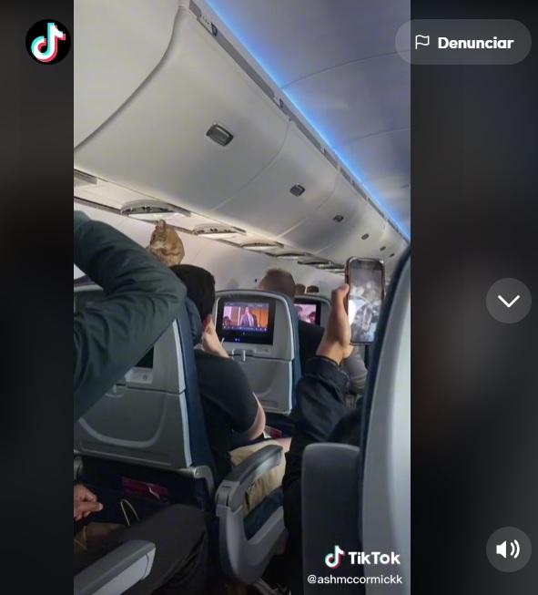 Se escapó de primera clase: Gato que sorprendió a pasajeros de un avión arrasa en TikTok